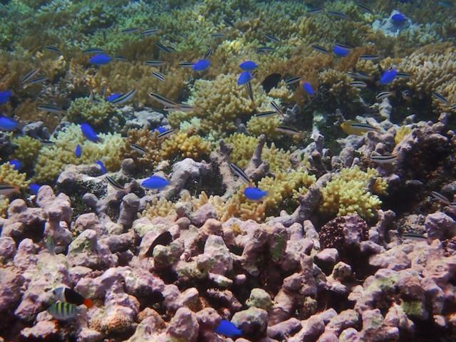 Nomad Divers Bangka Likupang Esterno foto